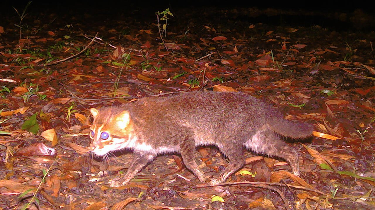 Hopeful News: Long-lost wild cat, believed extinct for three decades, found again in Thailand