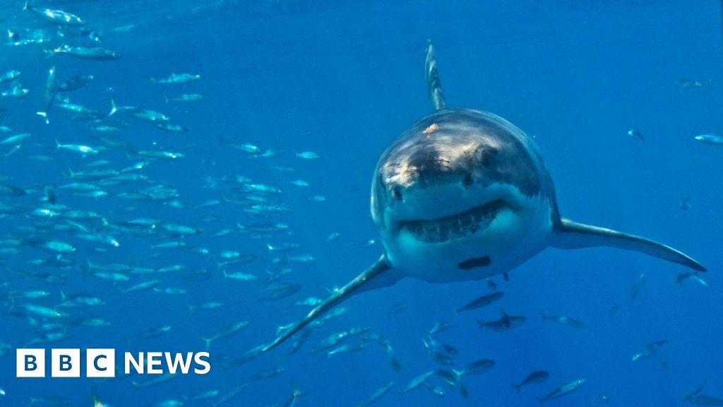 Researchers Warn of Extinction Threat to Great White Sharks in the Mediterranean