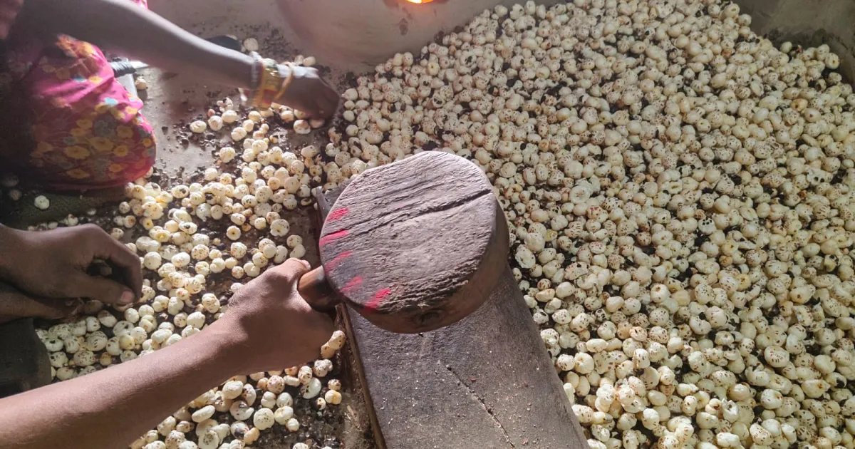 Trump's Tariffs Impact Indian Fox Nuts as the Superfood Seeks Fresh Markets