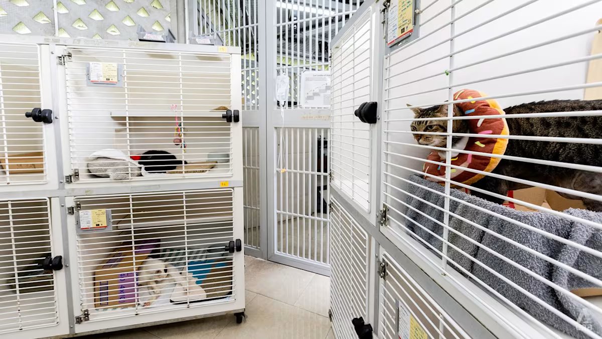 IN FOCUS: Exploring Singapore's Overburdened Animal Rescue System