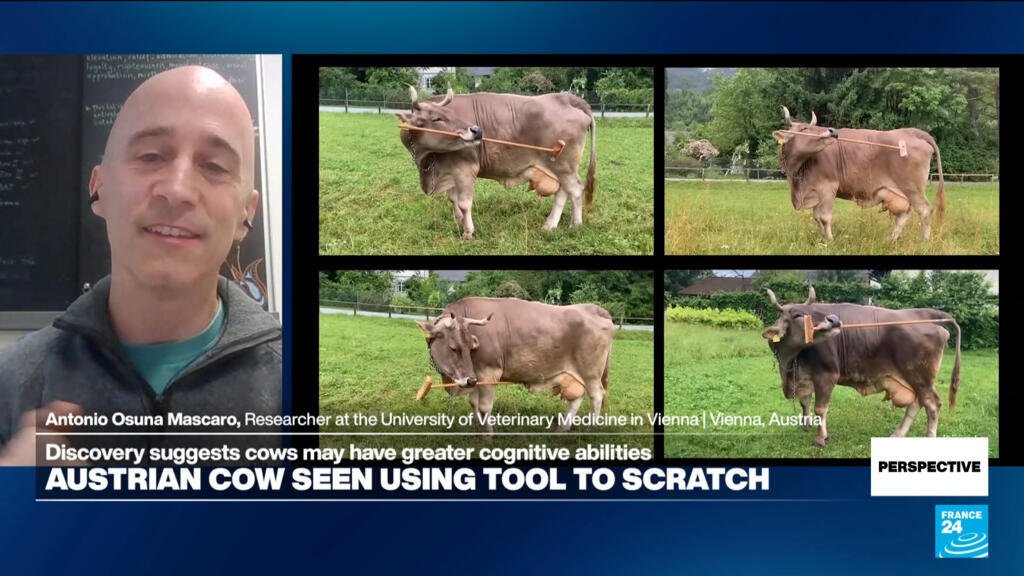 Researcher Reveals the Astonishing Tale of Veronika and Her Clever Cow Tool Use
