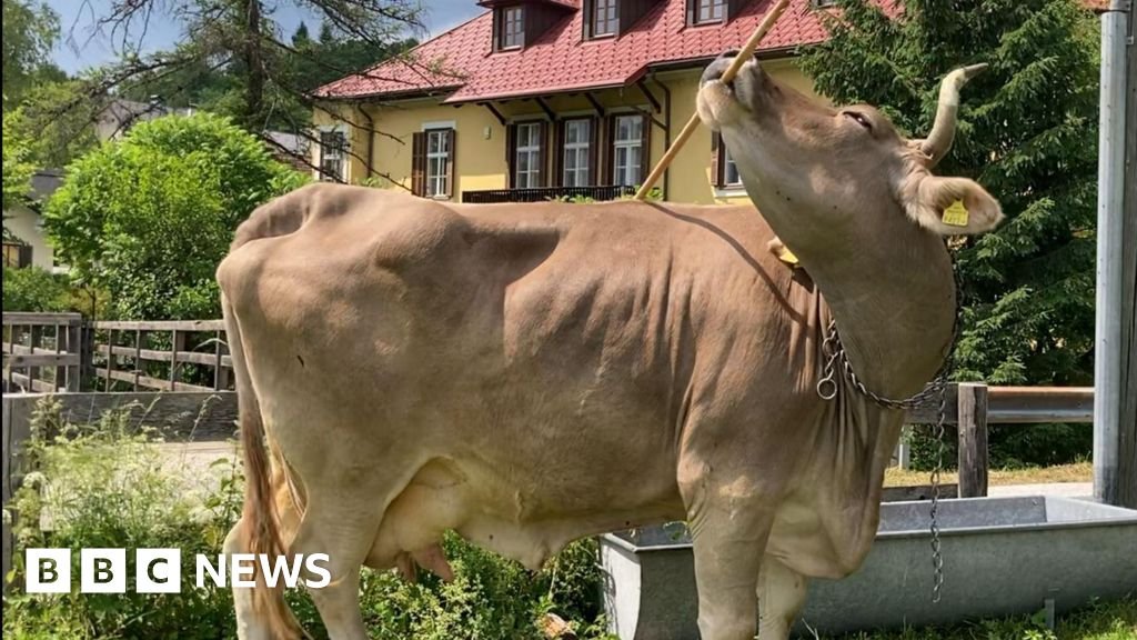 Scientists Stunned as Cow Demonstrates Uncommon Tool-Using Skills