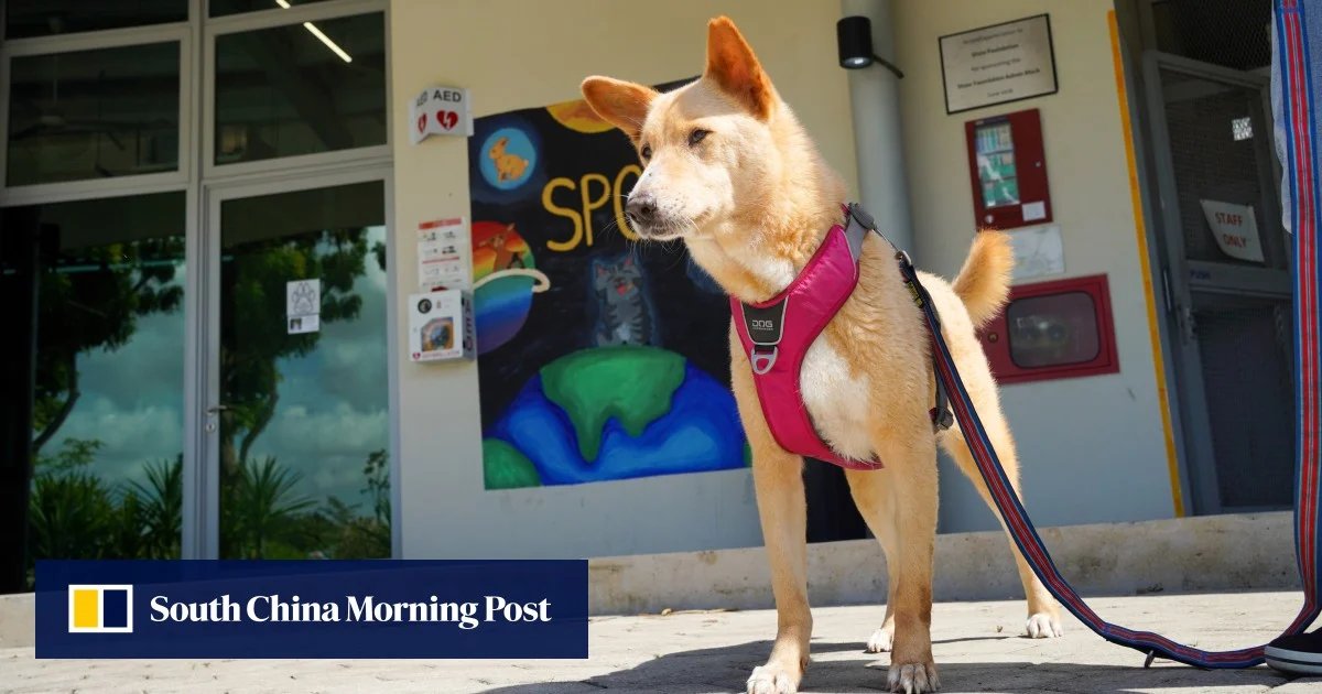 Singapore's animal shelters face financial challenges and a decline in adoptions.