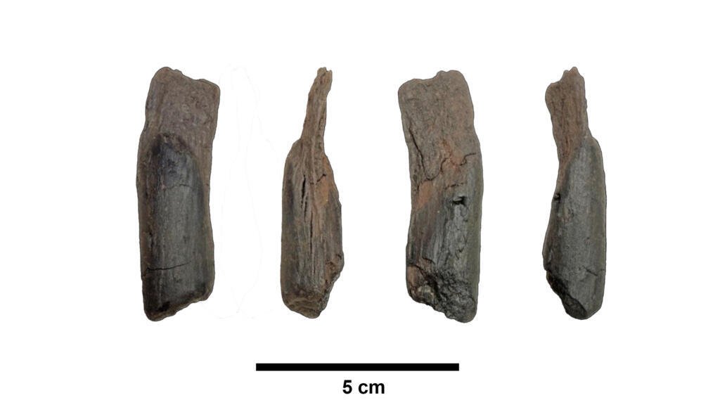 Unearthing the Past: Ancient Wooden Tools Hint at the Dawn of Human Technology