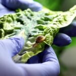 UK Zoo Announces Remarkable Recovery of Tiny Bermudan Snail from Near Extinction