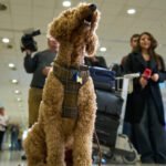 Greece’s Animal Airlift Rescues Pets and Their Owners Amid Middle East Conflict