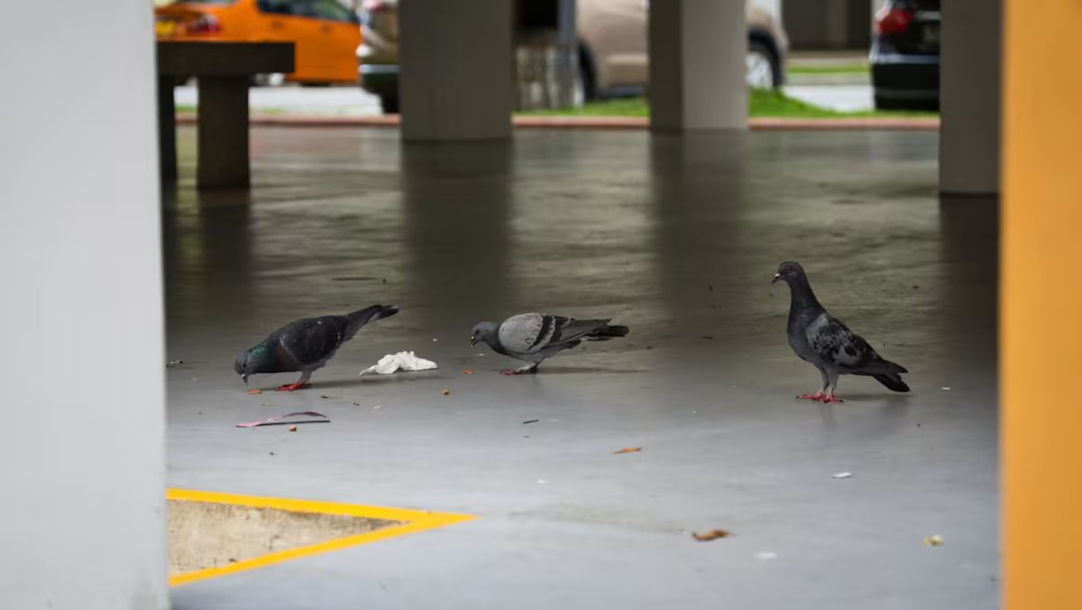 Older Adults Account for 50% of Illegal Bird-Feeding Incidents – Solutions and Options?