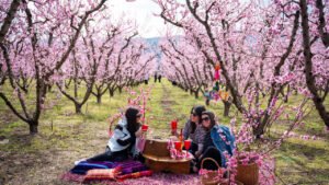 Thousands Gather to Witness Greece’s Stunning Annual ‘Pink Veil’ of Peach Blossoms