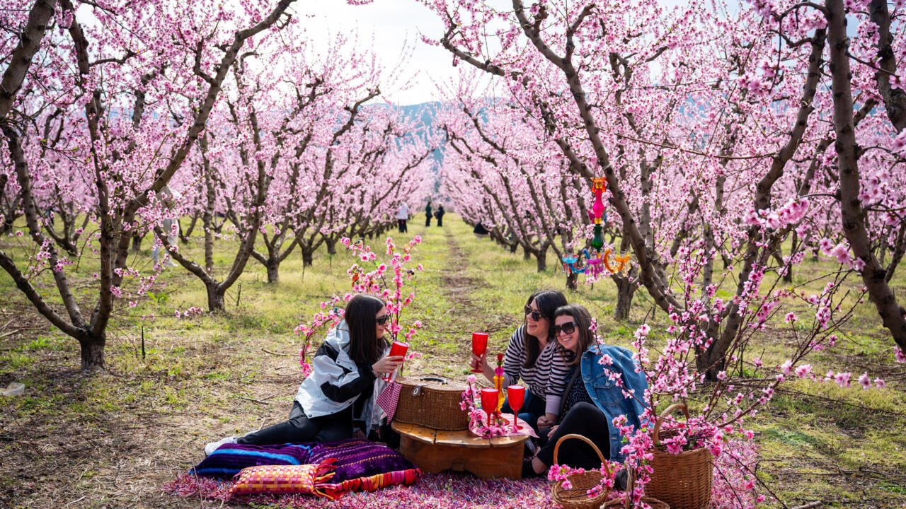 Thousands Gather to Witness Greece's Stunning Annual 'Pink Veil' of Peach Blossoms