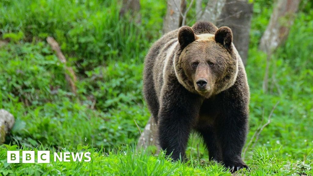 Bear Attack Claims Woman's Life in Polish Forest, Reports Son and Local Authorities