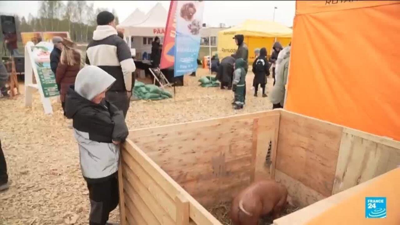 Estonia's Pig Competition: Spotlight on Farming Challenges