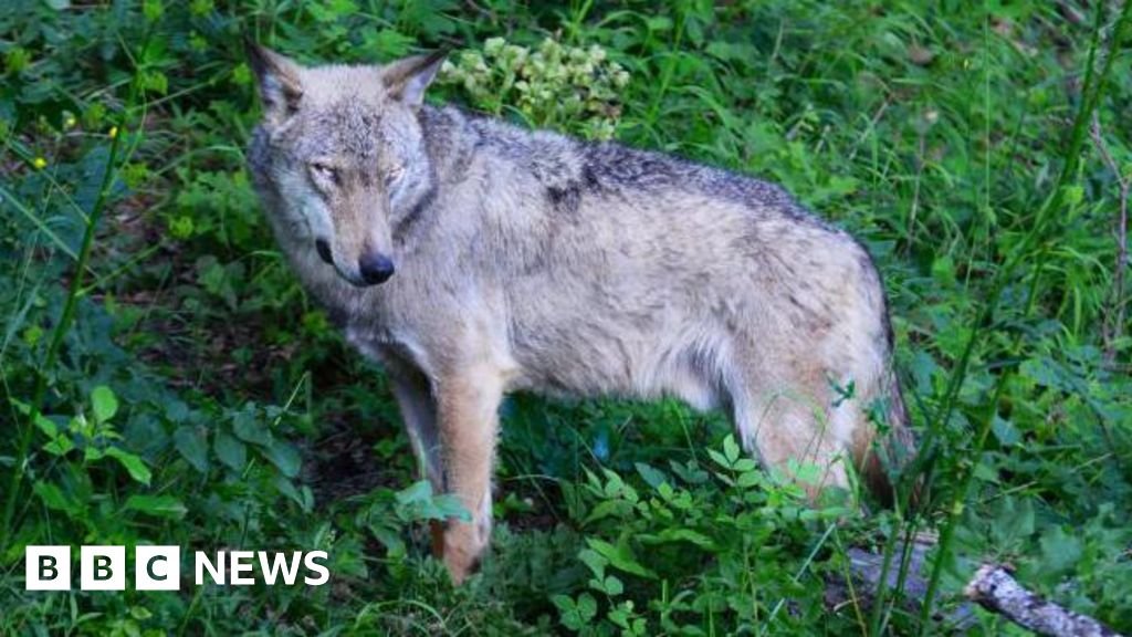 Investigation Launched into Suspected Poisoning of 18 Wolves in Italian National Park