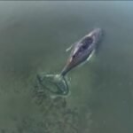 Is It Time to Rescue Timmy, the Stranded Whale on Germany’s Coast?