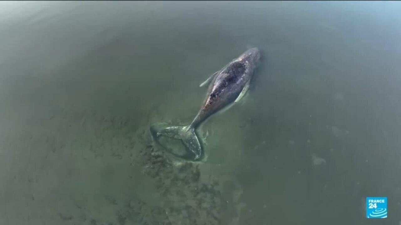 Is It Time to Rescue Timmy, the Stranded Whale on Germany's Coast?