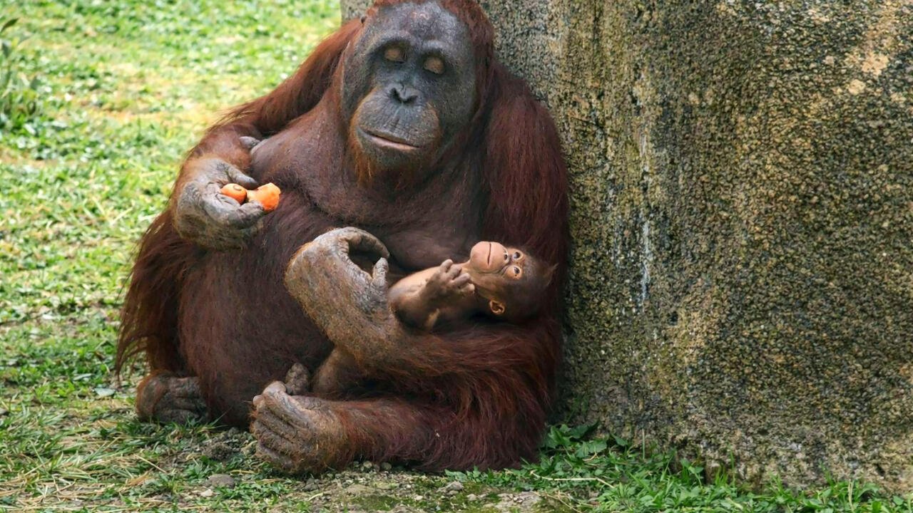 Rare Borneo Orangutan Welcomes New Life at Madrid Zoo