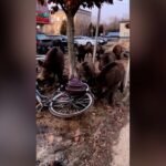 Robot Helps Clear Wild Boars from the Streets of Warsaw