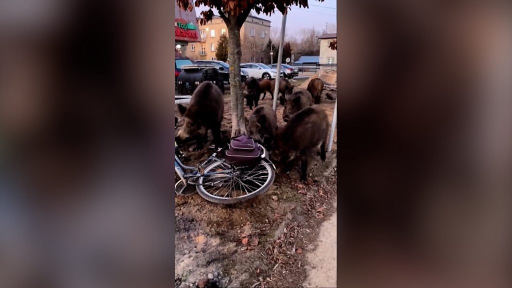 Robot Helps Clear Wild Boars from the Streets of Warsaw