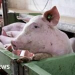 Spain’s Massive Pork Industry Faces Crisis Amid Swine Fever Outbreak