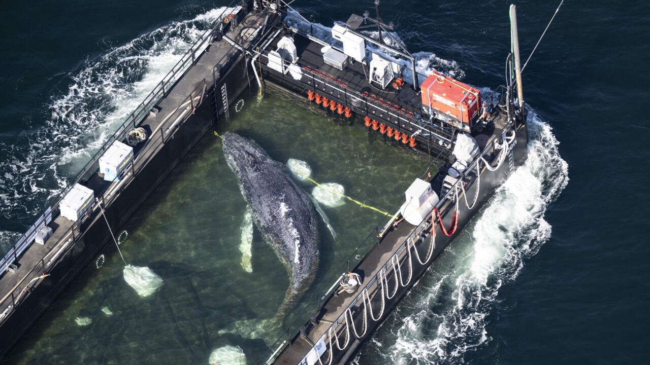 Rescuers Use Barge to Free Stranded Whale in North Sea