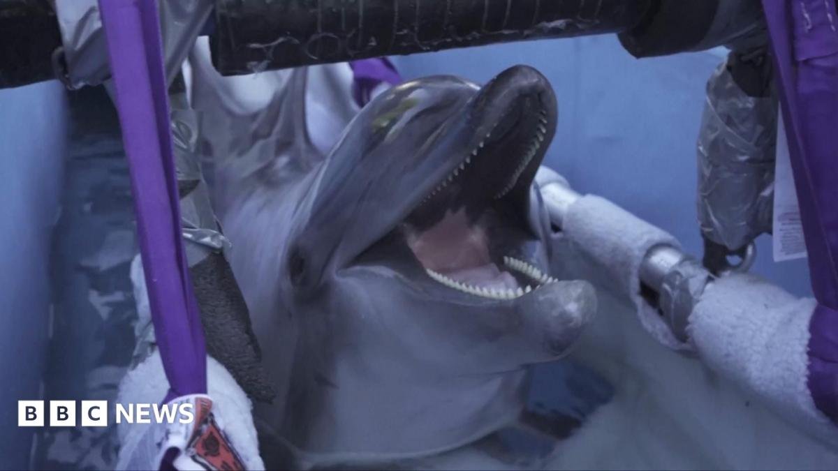 Belugas and Dolphins Saved from Canadian Park Make Their Way to Spain