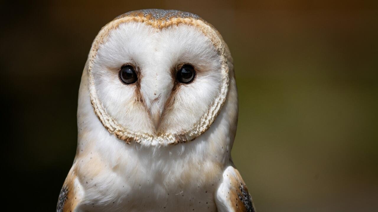British Army Sailors Save Stranded Barn Owl 70 Nautical Miles Offshore