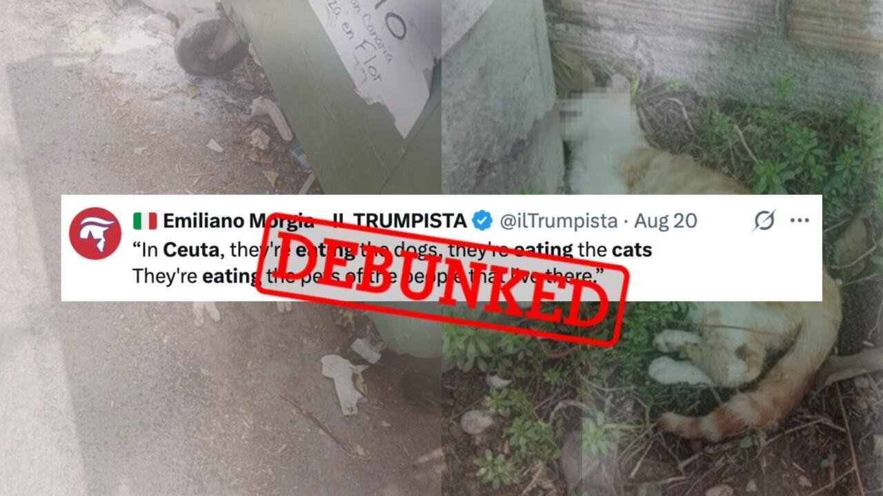 Ceuta's Cat Controversy: Debunking False Images and Enduring Rumors
