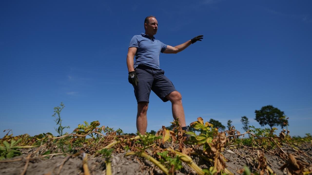 European Drought Withers Crops Despite Farmers' Adaptation Strategies