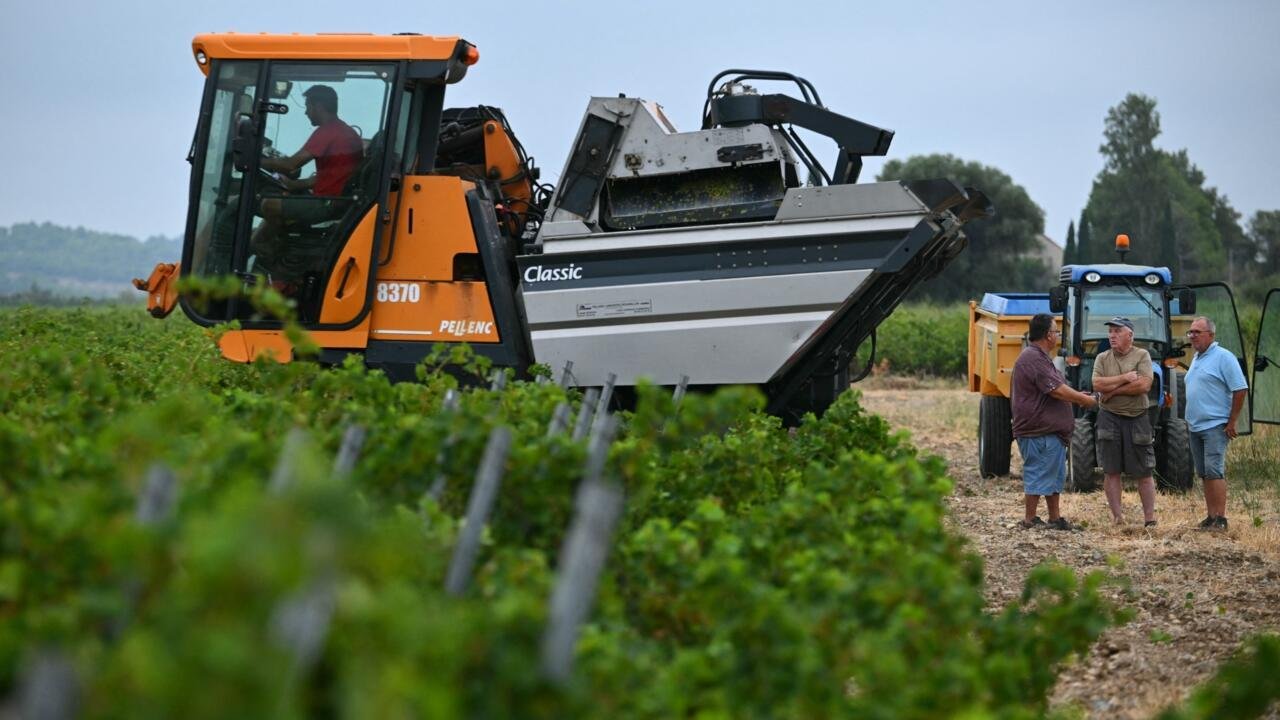 European Winemakers Confront the Impact of Climate Change