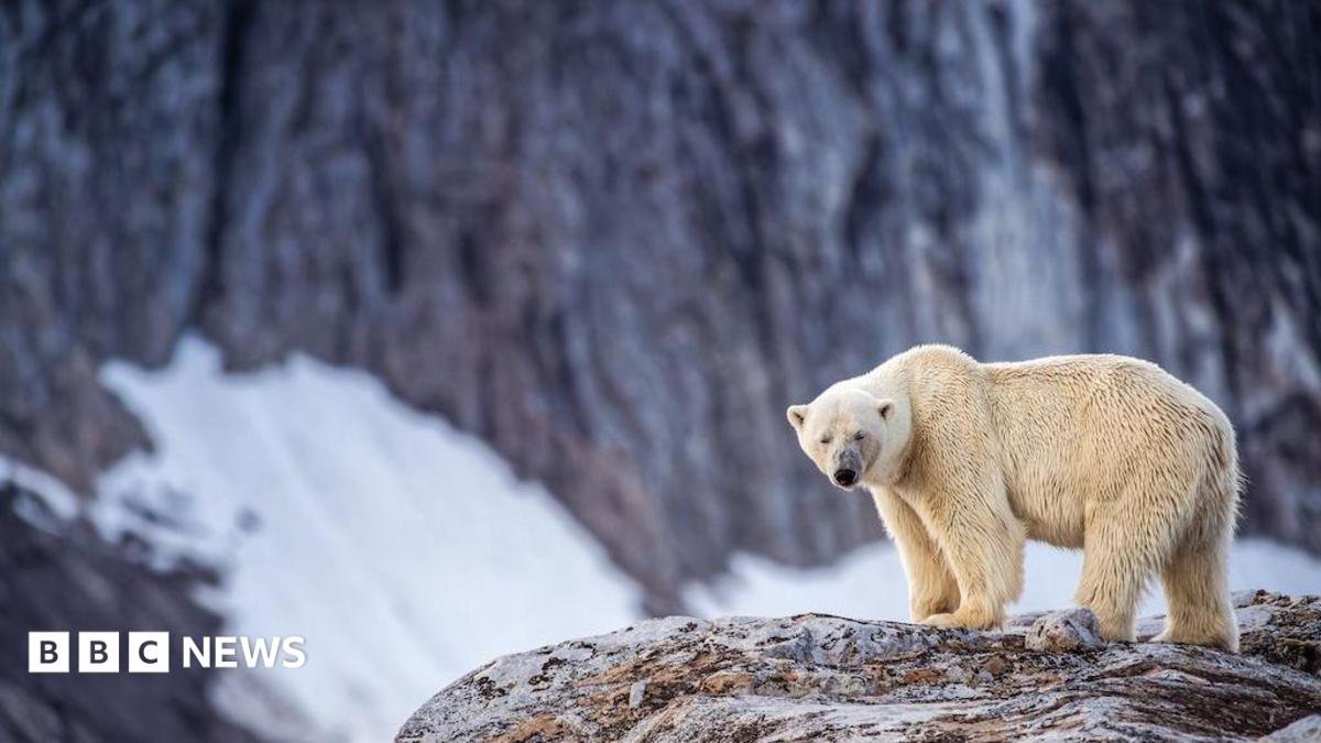 Man Charged for using Foghorn to Rouse Sleeping Polar Bear