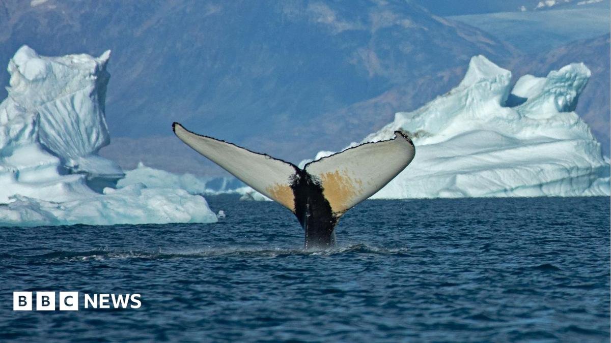 Massive Whales Sighted in Greenland Waters as Ice Melts Away