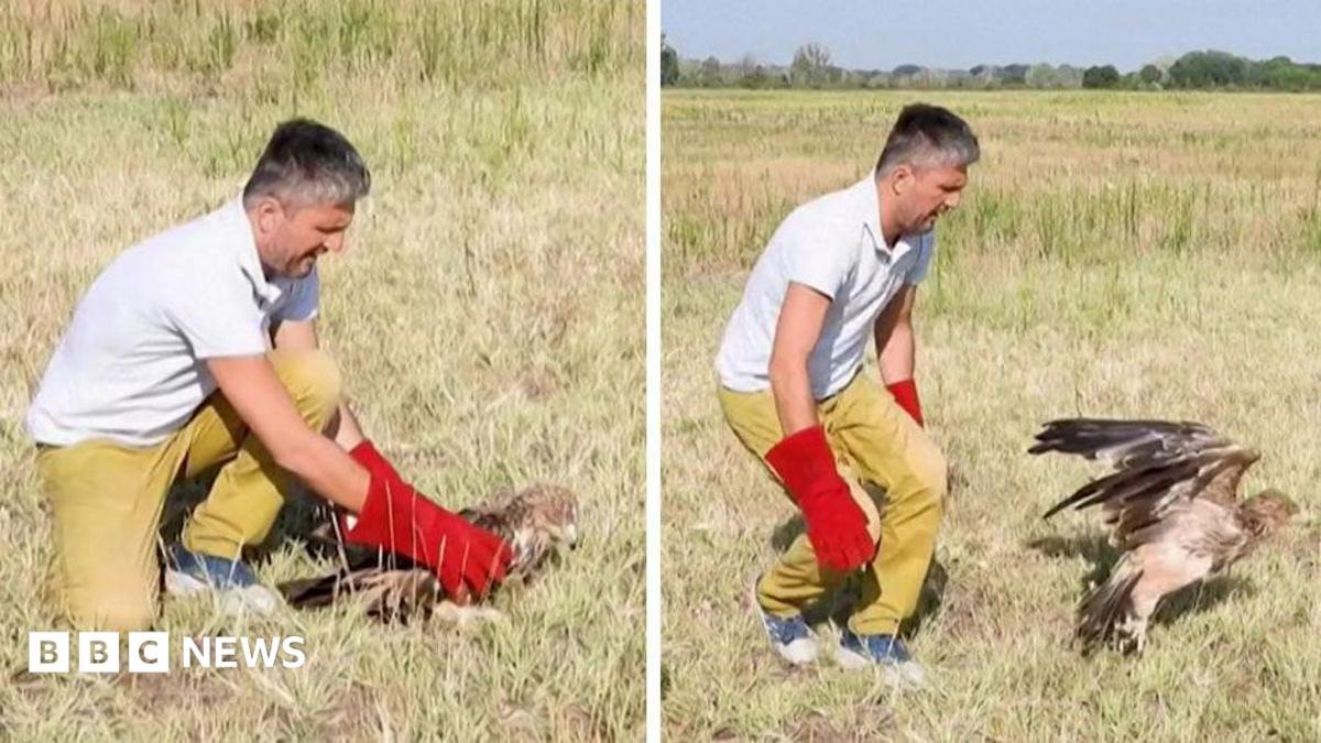 Rescued Rare Serbian Eagle Released Back into the Wild