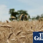 US Wheat Farmers Face Doubts From Drought and Global Turmoil