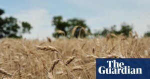 US Wheat Farmers Face Doubts From Drought and Global Turmoil