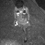 Individual apprehended for alleged rat poison found in stray cat food at Kowloon Park