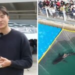 Large audiences gather to witness the rescue efforts for a shark trapped in a South Korean canal.