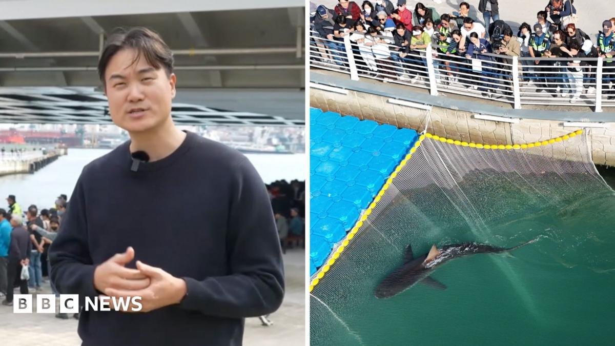 Large audiences gather to witness the rescue efforts for a shark trapped in a South Korean canal.